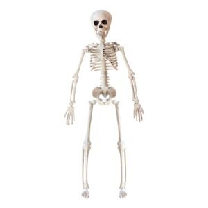 Skelett Prop