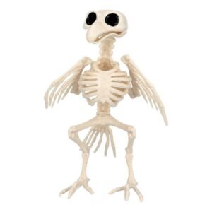 Djurskelett Fågel Prop