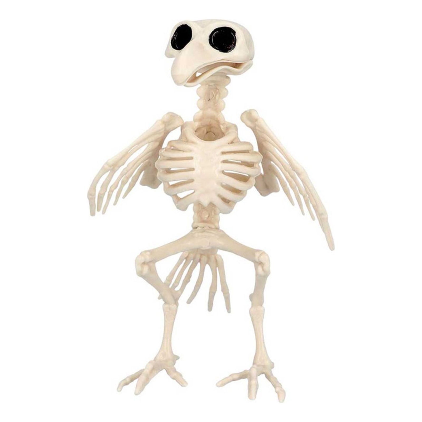 Djurskelett Fågel Prop