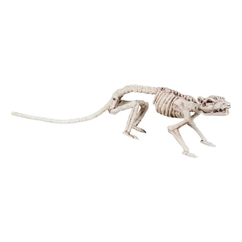 Djurskelett Springande Råtta Prop